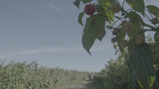 红树莓种植LOG