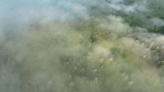 高空俯瞰云雾缭绕的山林