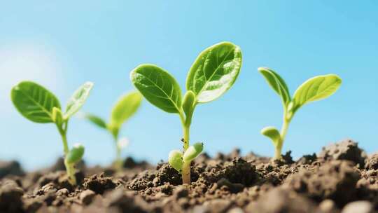 土壤中生长的嫩绿植物