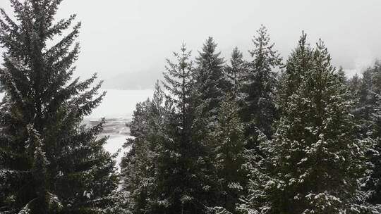 雪林中的松树