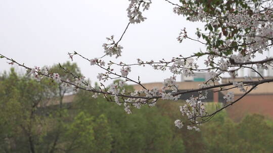 樱花 唯美 花卉