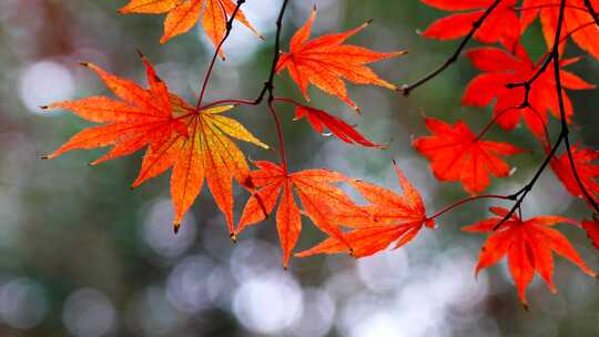 秋天唯美的枫树枫叶，秋色秋景的氛围感