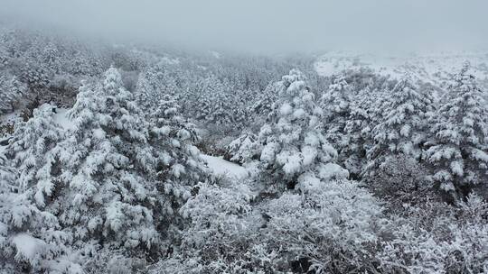 航拍湖北神农架冰雪雪松雪景