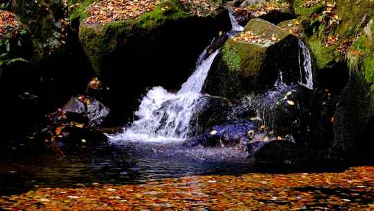 秋天石头缝流出溪水落满了树叶