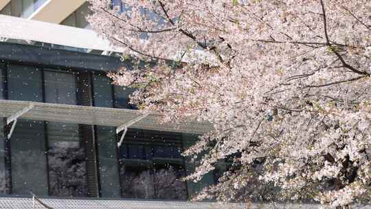 樱花 樱花飘落 樱花树 浪漫樱花