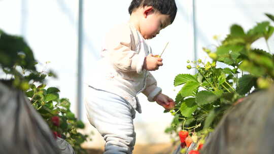 小孩在草莓地 幼儿在草莓地玩耍