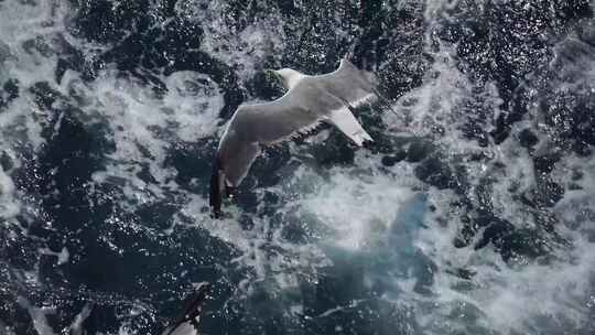 海鸥在蓝色的海面上飞翔视频素材模板下载