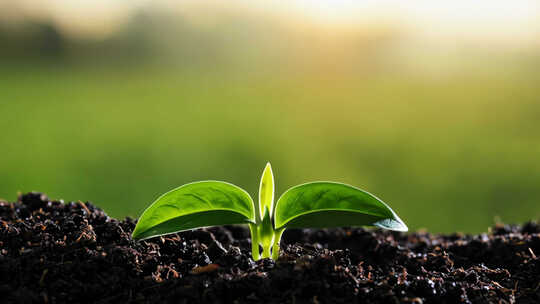 土壤中幼苗生长