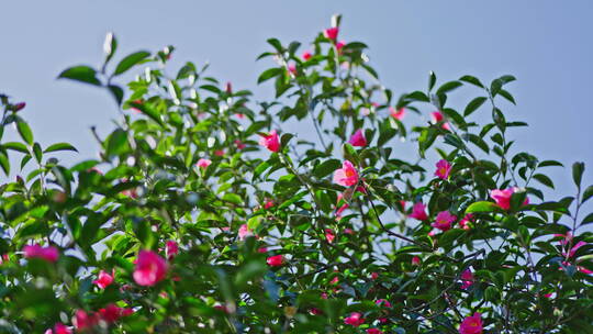 春天树上开满了红色的茶花视频素材模板下载