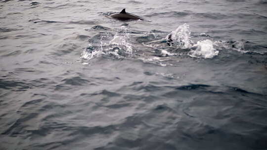 海豚群露出水面