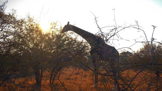 正在吃灌木丛叶子的长颈鹿