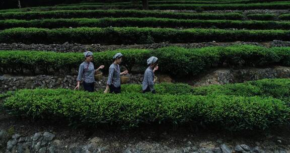 茶园 茶叶 茶 茶山 茶文化