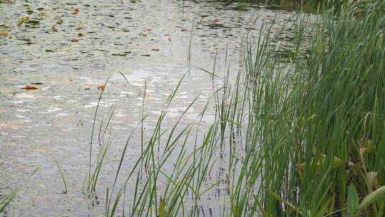 湖边水草风吹芦苇大河江河江边湖泊湖畔岸边