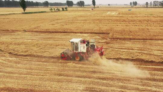 收割成熟的小麦