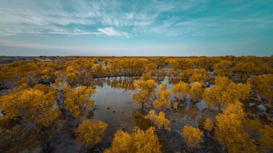 额济纳胡杨林小火车内蒙古风景秋天胡杨