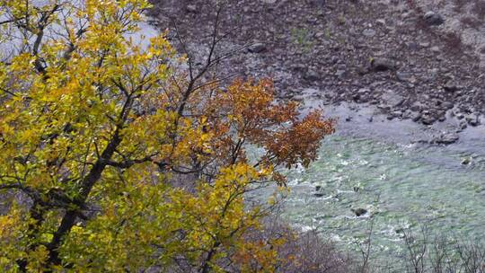 秋天的树与河
