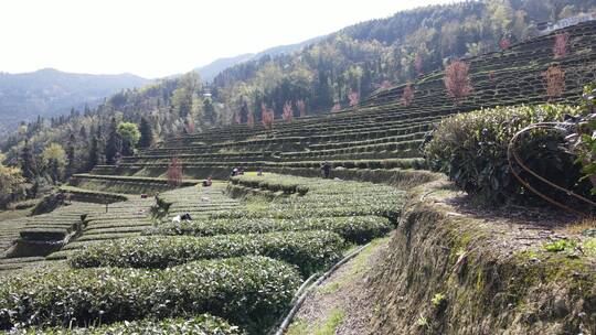 茶叶茶绿茶采茶茶山春茶茶园4K实拍视频素材模板下载