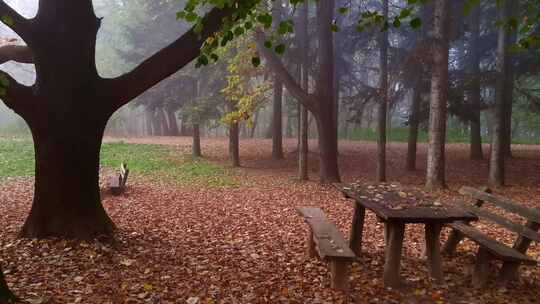秋天森林里的落叶和木头长椅