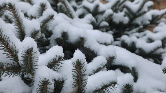 松树飘雪雪景视频素材模板下载