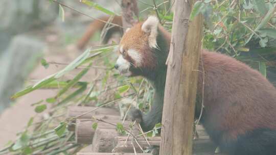 竹林中的小熊猫和大熊猫