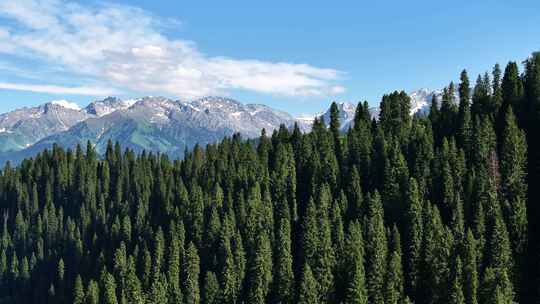新疆恰西唯美震撼森林雪山航拍14
