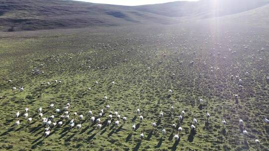 草原上奔跑的羊群