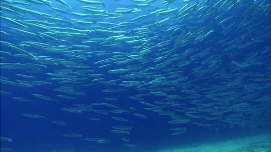 实拍海底世界水下光线led背景视频