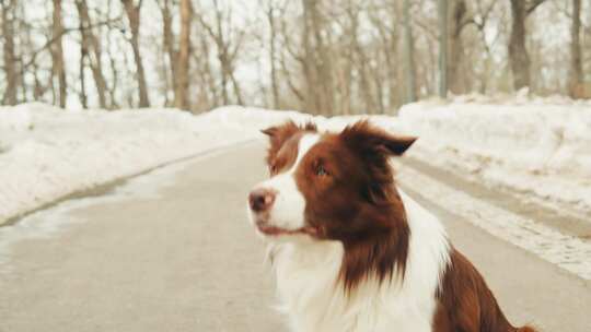 边境牧羊犬在公园狗宠物中执行一些命令制作