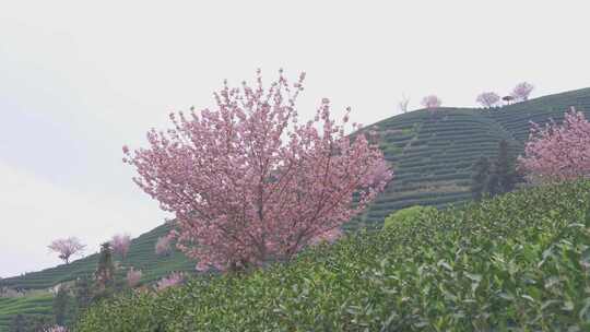 杭州富阳拔山春天樱花茶园风景