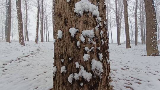 挂满雪的枝头
