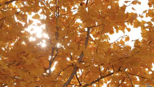 秋天季银杏树叶金黄色屋檐青砖绿瓦阳光透过