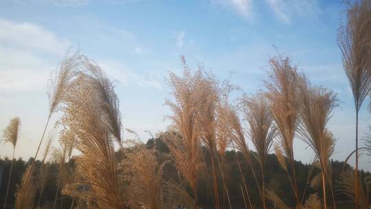 实拍秋天蓝天芦苇野草植物