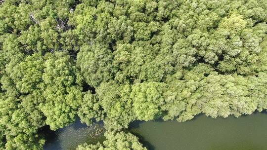 湖南岳阳洞庭湖鱼米之乡农业种植鱼塘航拍