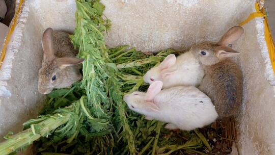家兔肉兔兔子饲养兔子吃草刚出生的小兔子视频素材模板下载