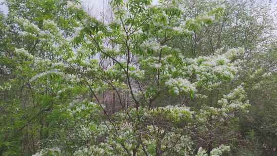 流苏 开花 树木 流苏树 流苏花