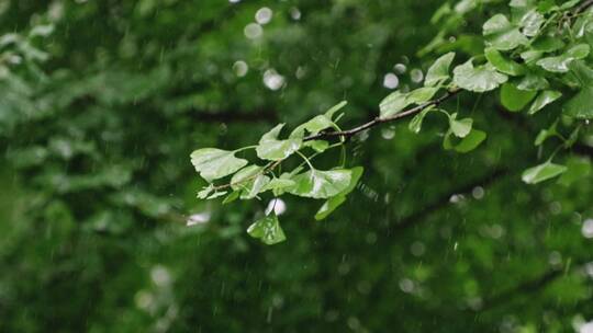 雨中的银杏-虚