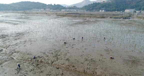 J浙江温州苍南耕种种树4K航拍视频2