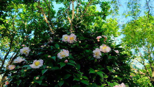 春天花园山茶花