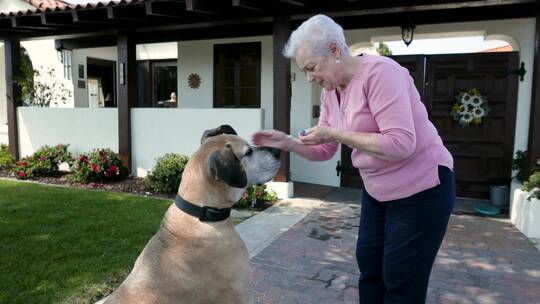 老妇人在前院喂大丹犬