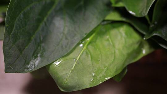 菠菜青菜菜叶特写叶脉叶绿素