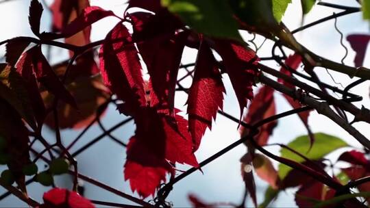 红色野生葡萄逆光下秋季爬山虎叶的特写视频素材模板下载