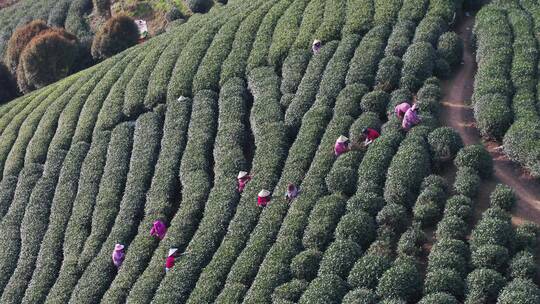 航拍杭州西湖风景区龙坞龙井绿茶山春茶园