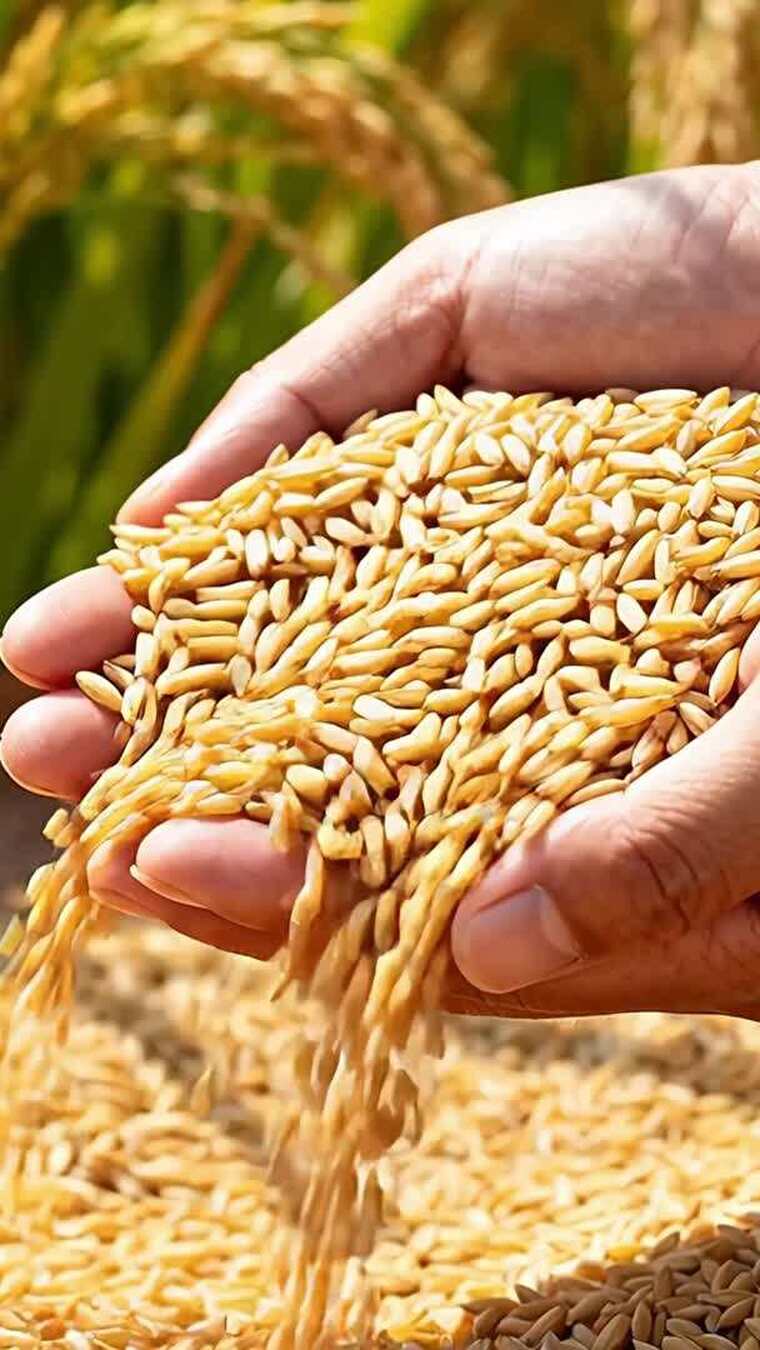 水稻稻谷大米米饭农业粮食丰收稻田乡村振兴