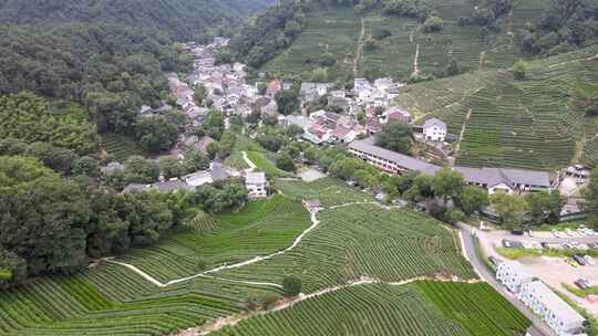 杭州龙井村，茶园