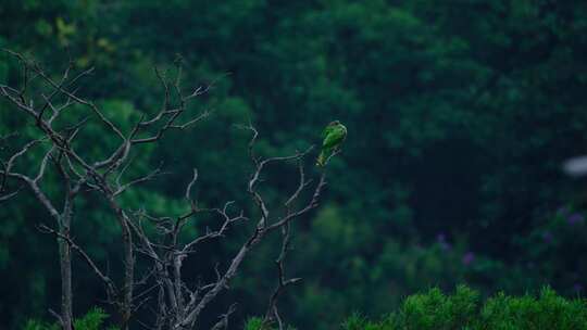 森林树枝上亚历山大鹦鹉 金刚鹦鹉