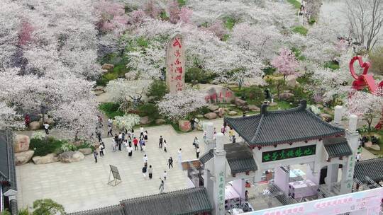 磨山樱花园