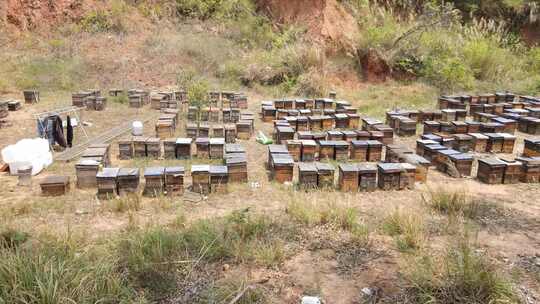 乡村振兴、荔枝蜜、蜂蜜生产、养蜂人