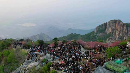 五月的泰山海棠花开了