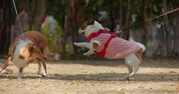 两只宠物犬宠物狗玩耍嬉戏遛狗