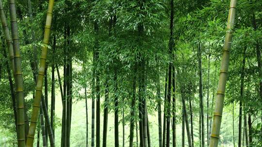 竹林竹叶禅意下雨天唯美空镜